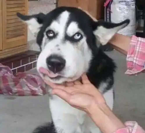 狗别问我蜂蜜好不好吃,这脸太疼了
