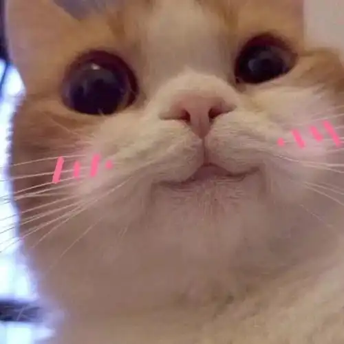 搞笑猫咪表情包39张

