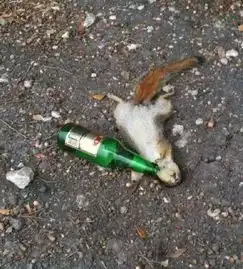 我差不多是只废鼠了
