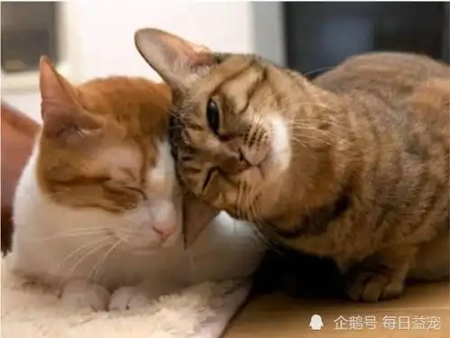 两只猫咪玩亲亲游戏,被主人打断,一脸不爽的样子太好笑
