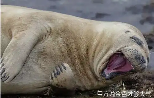 假如动物有一个设计圈........
