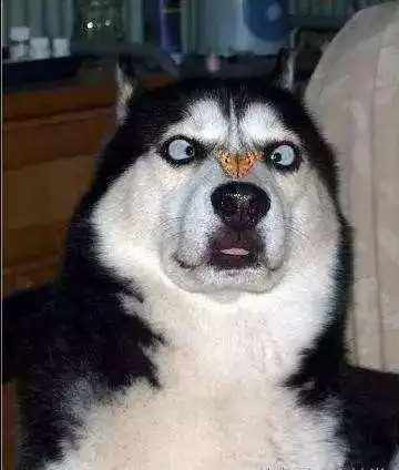 二哈为啥不能当警犬
