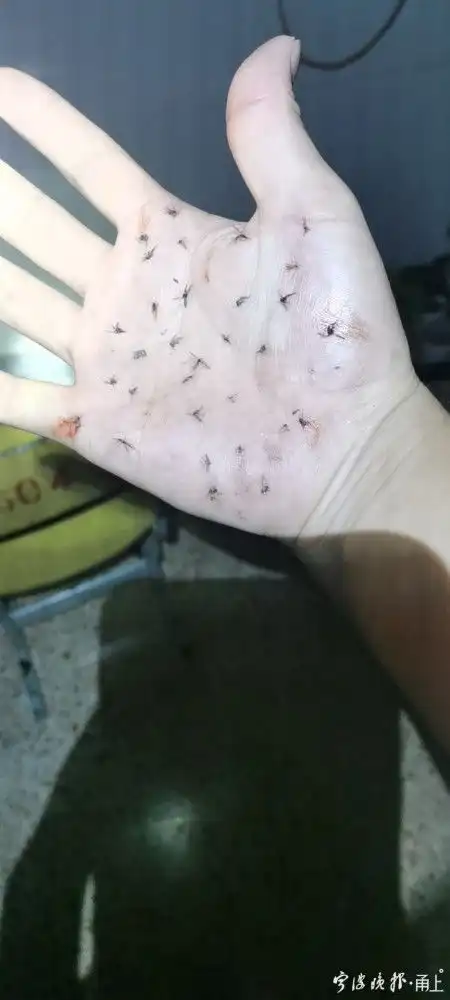 一只手掌布满被拍死的蚊子这张照片背后的故事又心酸又好笑
