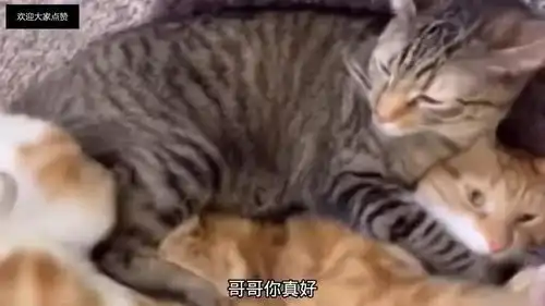爆笑段子猫昨天晚上去哪了,给我老实交代
