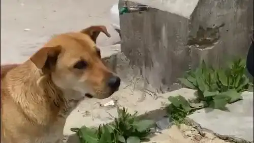这应该是一只挑食狗子的最后尊严了,宁可被肉馋哭也不吃你的素,太搞笑了
