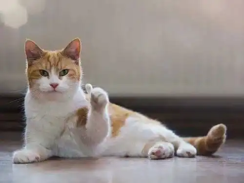 16张猫咪搞笑图片,让你了解什么叫浑身是戏
