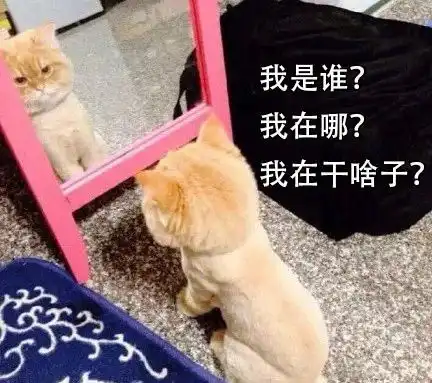 我为什么劝你,天再热也不要冲动给猫猫狗狗剃毛

