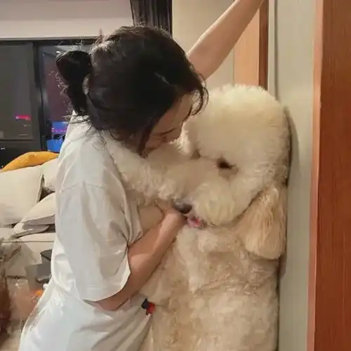 主人拿鸡腿馋金毛,狗狗瞬间垮脸,网友爆笑生气是真的,馋也是
