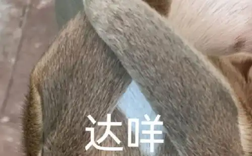 热梗百科哒咩是什么梗
