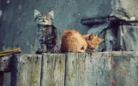 可爱好玩的小猫电脑壁纸
