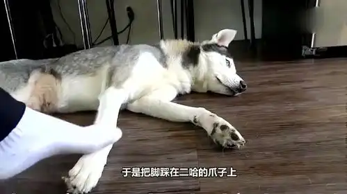 主人假装踩到哈士奇的脚,接下来二哈的反应太搞笑了
