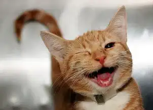 微笑可延缓衰老,大笑可减肥,世界微笑日,和动物们一起微笑吧工作
