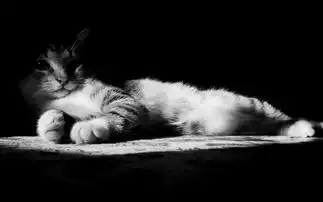 高清晰懒惰的黑白小猫壁纸
