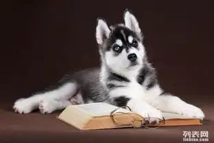 出售纯种哈士奇幼犬专业养殖健康品质品相完美
