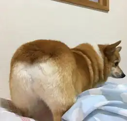 搞笑趣图你第一眼能看出这是一只柯基吗
