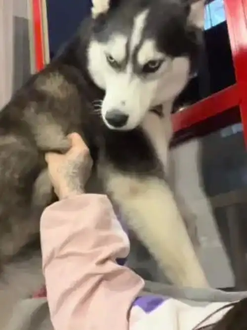 家养宠物激萌动物哈士奇爆笑动物阿拉斯加犬人宠互动动物卖萌

