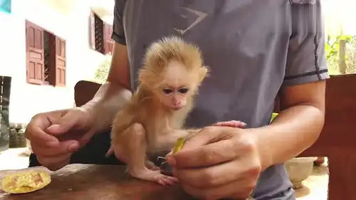 小黄猴一本正经地看着蚱蜢,真有趣
