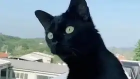 爆笑动物老鼠给猫送外卖打一歇后语
