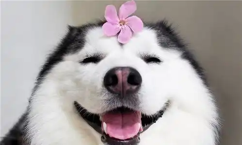 家中二哈生了一窝狗宝宝开心坏了,却把主人愁哭了
