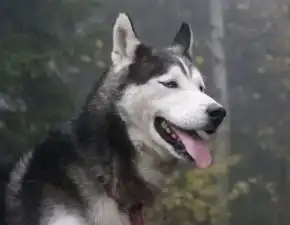 为什么哈士奇不能当警犬
