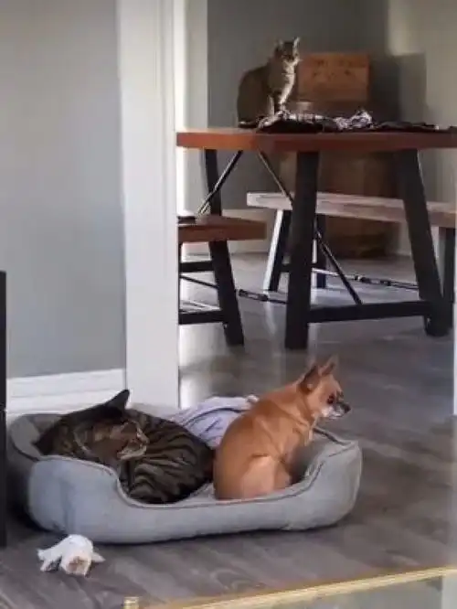 激萌动物家养宠物爆笑动物橘猫
