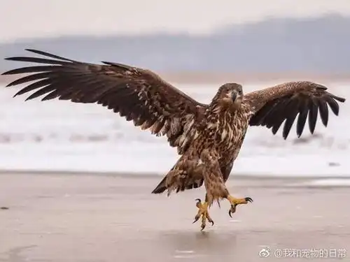 确认过眼神,是即将期末考试的小伙伴
