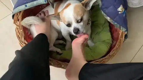 狗老是喜欢舔鞋怎么会
