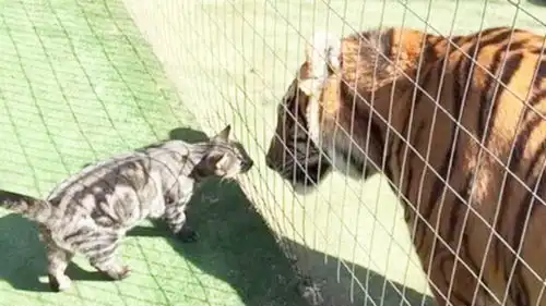 猫咪上前亲吻老虎,老虎一脸疑惑,镜头拍下搞笑一幕
