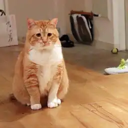 不想让小橘猫胖起来喂什么猫粮好
