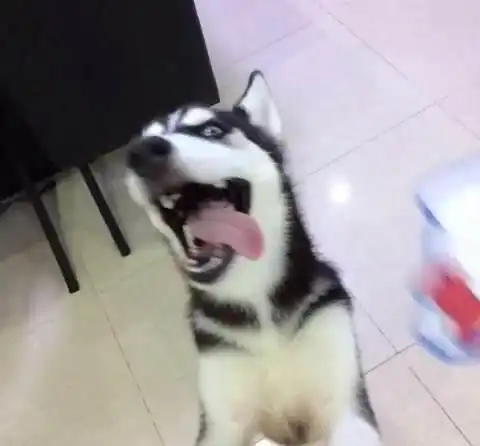 讲述执意要养一只哈士奇,我错了吗
