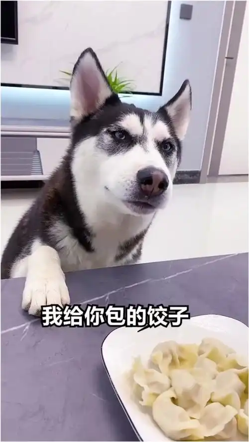 二哈给主人包饺子吃,主人还以为它懂事了,结果好搞笑
