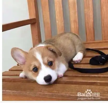 怎么训练柯基
