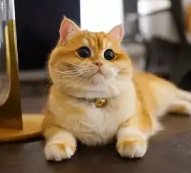 幽默图片搞笑段子小猫咪吃胖了会变成什么会变成海豹的
