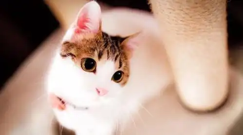 喵星人的三大注意事项,一定要好好去领悟,学会养猫不是那么容易
