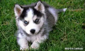 想养哈士奇吗这6个犯错千万不要犯
