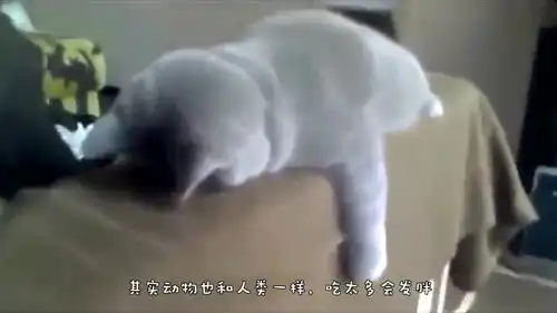 主人把胖猫送去减肥,猫咪的反应太搞笑了,镜头记录全过程
