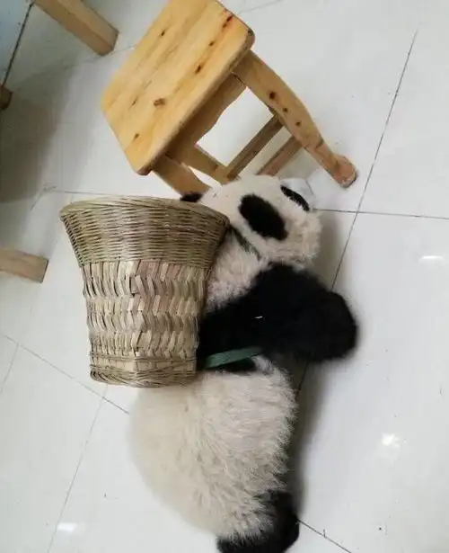 四川人人手一只熊猫吗
