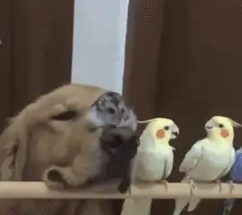 搞笑段子有的蹲有的趴,不晓得的还以为是喝醉了酒,大家都明白
