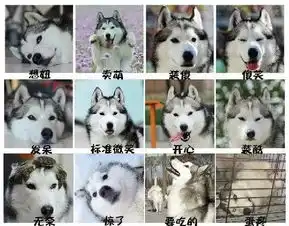 柴犬vs哈士奇,论养了只表情包是什么感觉
