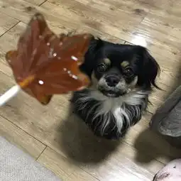 年纪轻轻就猫狗双全了,呵,年轻人
