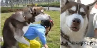 这货是哈士奇还是阿拉斯加啊
