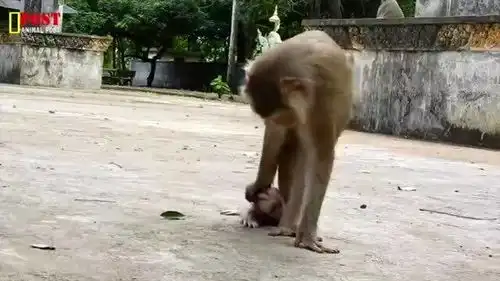 抱住猴妈的腿不松手,坚持要喝奶,得到猴妈一顿暴打,有趣
