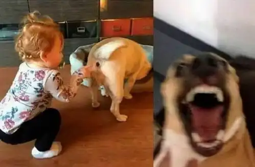 搞笑趣图这是谁家的猪啊,在拱人家的白菜呢
