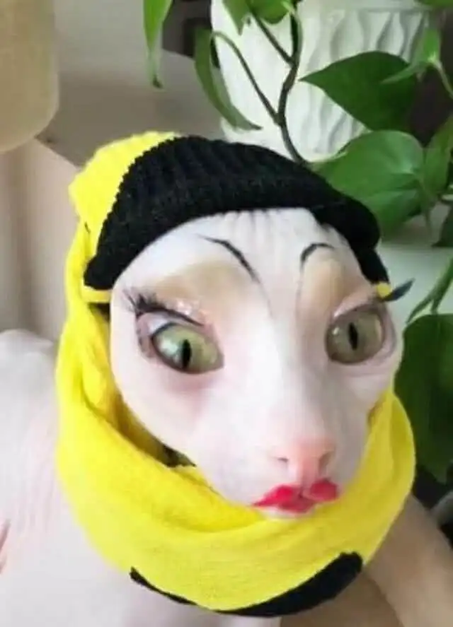 主人恶搞猫咪,剃光猫咪的毛还化上妆,网友这主人真残忍

