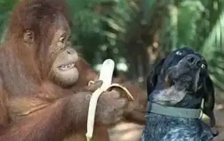 每日一笑丨吃货的专用纹身
