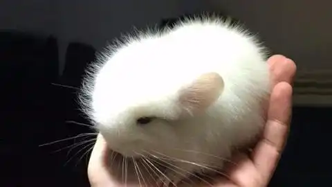 龙猫在笼子里疯狂做运动,旋转跳跃我闭着眼的减肥
