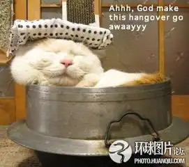 让人抓狂的搞笑动物
