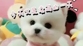 世界上可爱的动物们,毫无疑问被治愈了
