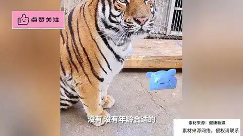 饲养员安排老虎相亲,老虎不满意相亲失败,满脸幽怨太搞笑
