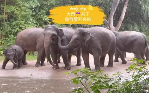 下雨天大象都很兴奋,就是开会说话太快,我没听懂说了什么呢
